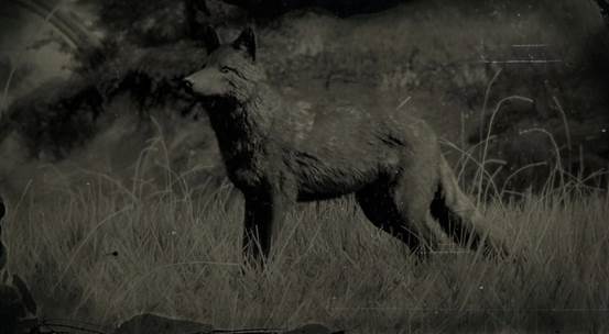 coyote