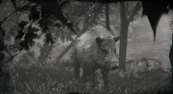 boar